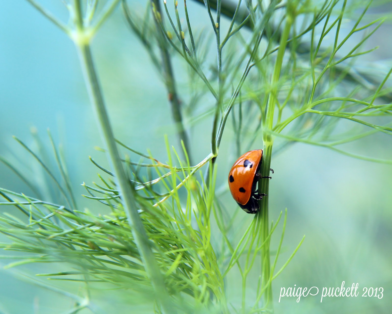 10 plants to attract ladybugs in your garden LifeGate